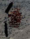 Cluster bomb releasing the bomblets